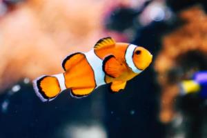 1992年日本全国高中篮球联赛,一段激情燃烧的岁月1992年日本全国高中篮球联赛